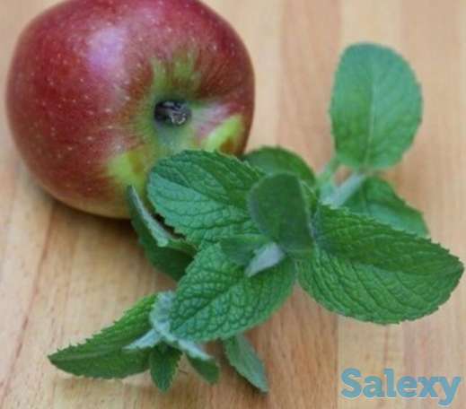 Мята яблочная., фотография 1