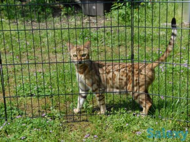Котята бенгальские, фотография 3
