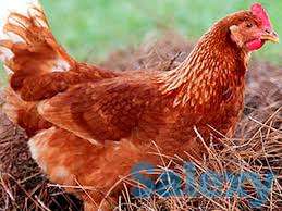 Куры, утки, фотография 1