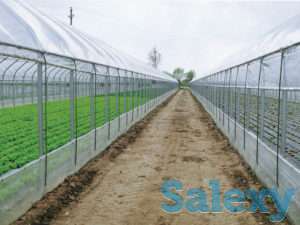 Теплица промышленная/фермерская Atlantic, фотография 3
