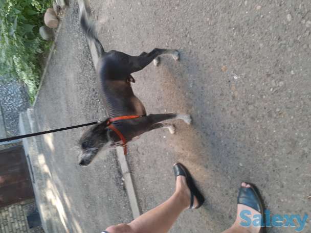 Нашли кобелька Китайскую хохлатую. Ищем хозяина или любителя такой породы, фотография 2