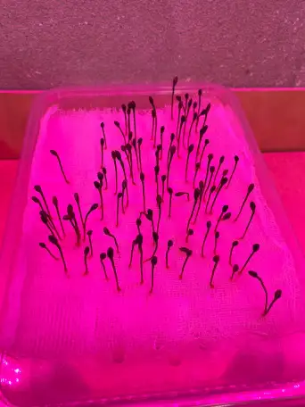 Семена сосны обыкновенной, фотография 5