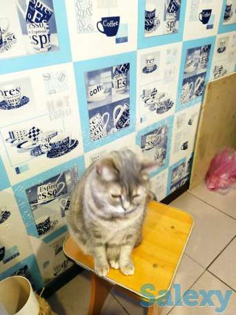 Отдам кошку в добрые руки, фотография 1