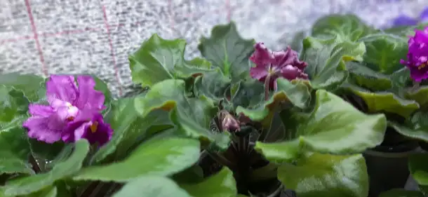 Продам цветы дешево, фотография 9