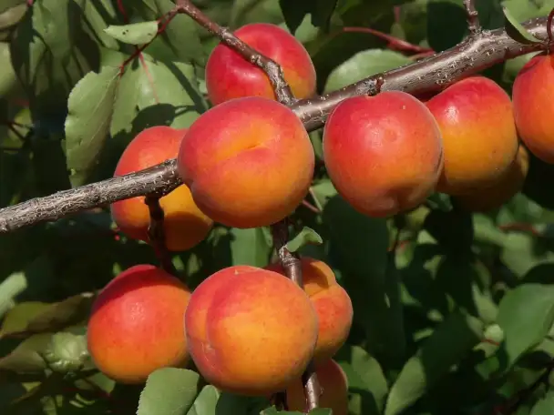 Краснощёкий абрикос, фотография 1