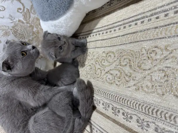 pavlenko100495icloud.com, фотография 5