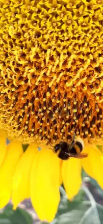 Шмелиная семья БиоИнновации Стандарт. Для опыления растений., фотография 4