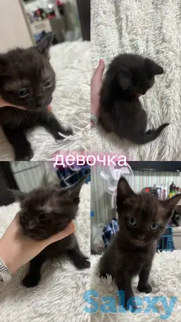 Отдам котят, фотография 2