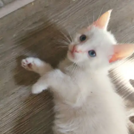 Отдам потрясающих котят в хорошие руки, можем помочь с доставкой, фотография 3