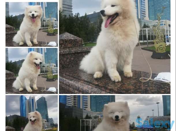 Щенки самоеда, фотография 1