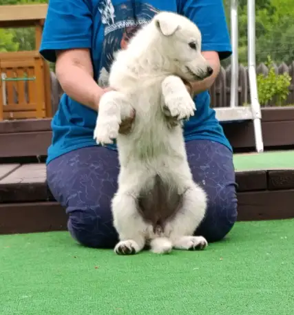 Щенок белой швейцарской овчарки, фотография 8