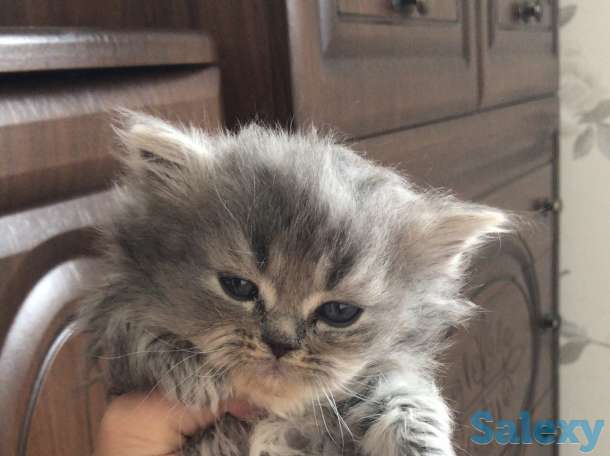 Продажа котят, фотография 2