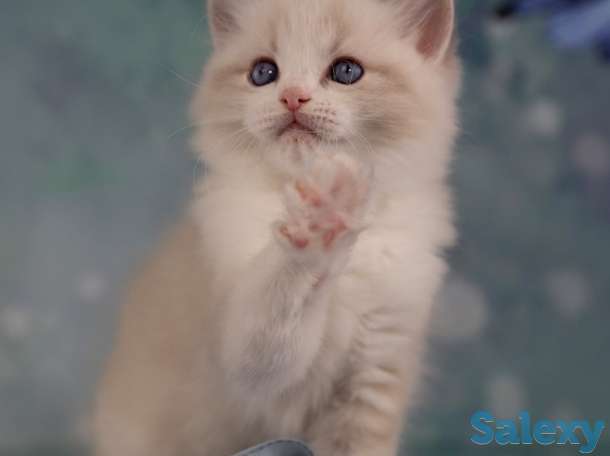 Великолепные котята породы Рэгдолл, фотография 3