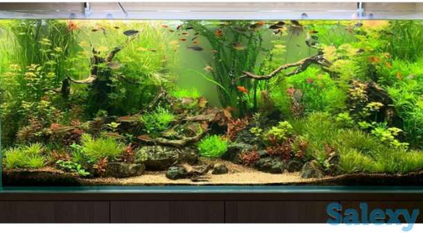 Дизайн аквариума, фотография 4