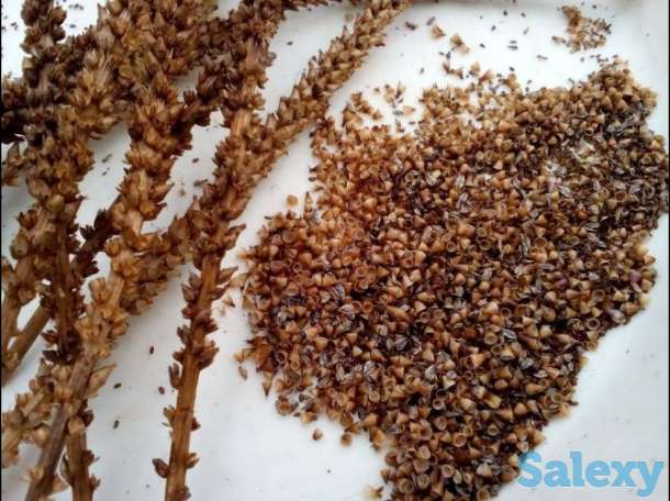 Семена подорожника, фотография 1