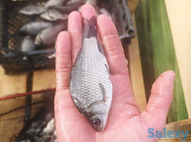 Карась живец, фотография 1