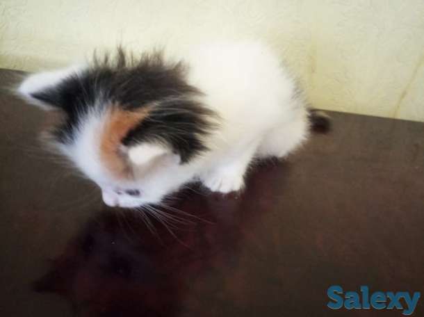 Отдам котят в хорошие руки, фотография 1