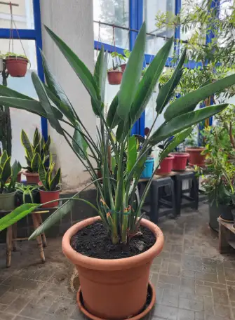 Продам королевскую Стрелицию, фотография 2