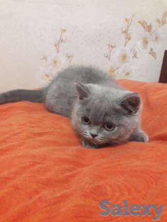Котята британские, фотография 2