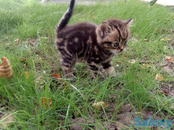 продам котят мраморного окраса, фотография 6