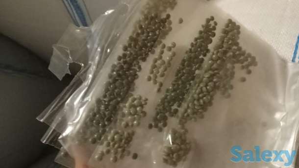 Полипропилен. Вторичные полипропиленовые гранулы, фотография 1