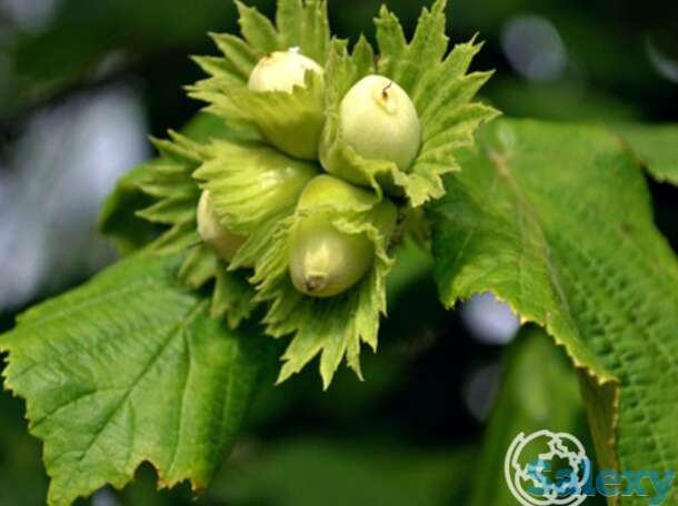 Лещина обыкновенная, фотография 1