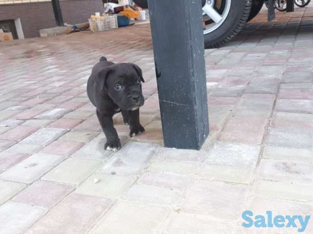Продам щенков Итальянского мастифа, фотография 10