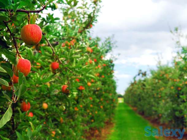 Требуются сезонные рабочие на сбор урожая яблок, фотография 1