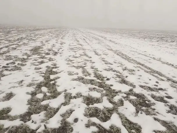 Продаю Ячмень Сорт Атлин Канадский В Меркенском районе, фотография 9