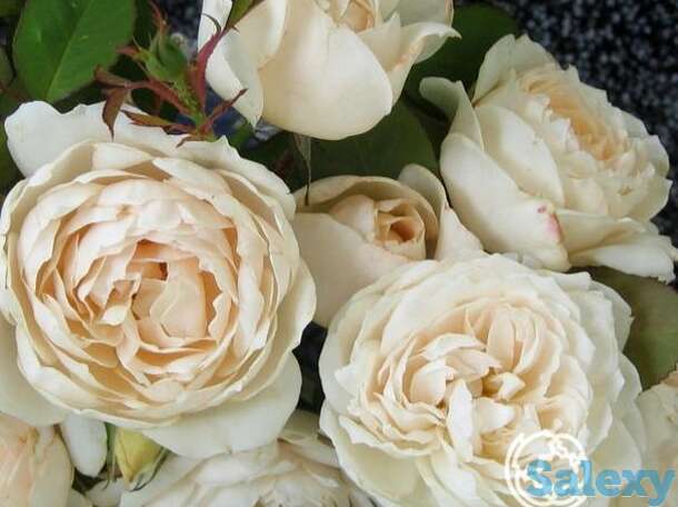 Роза глиндебурн, харкнесс, фотография 1