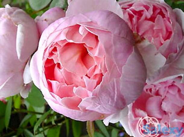 Роза бразе кадфаэль, д.остин кустарниковая, фотография 1