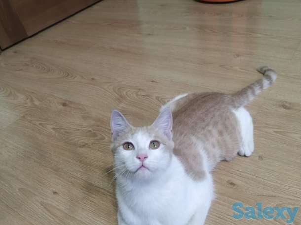 Отдам котенка  в добрые руки, фотография 1