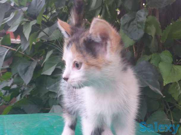 Отдам котенка, фотография 2