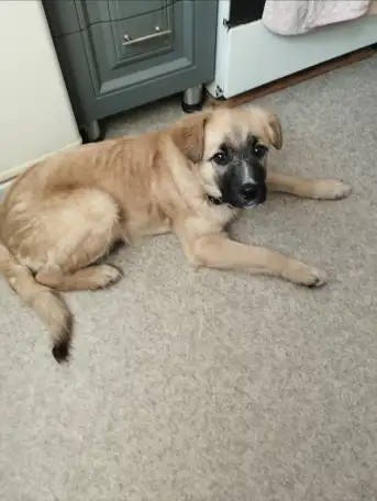 Верная собака ждёт хозяина, фотография 1