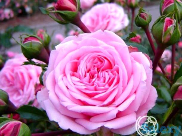 Роза хоум энд гарден, кордес, фотография 1