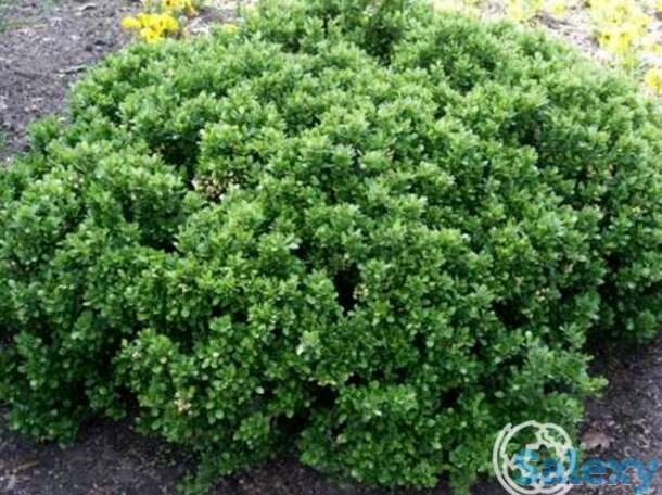 Барбарис нана самшитолистный, фотография 1