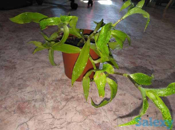 Золотой ус, фотография 1