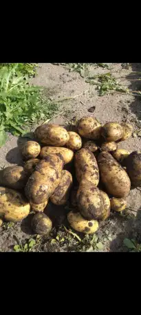 Продам крестьянское хозяйство, фотография 1