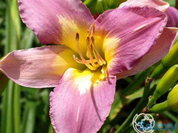 Лилейник Нил Крейн, фотография 1