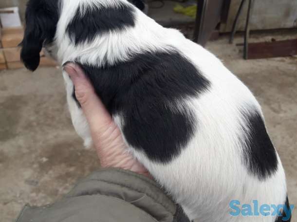 Продам щенков спаниеля, фотография 3