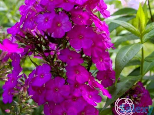 Флокс метельчатый Далила, фотография 1