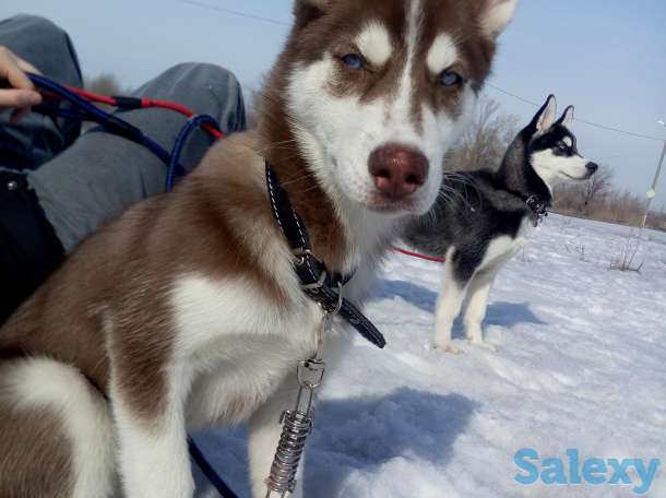 замечательная хаски, фотография 2