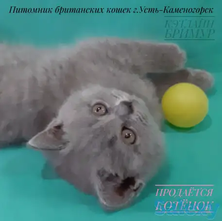 Британские котята, фотография 8