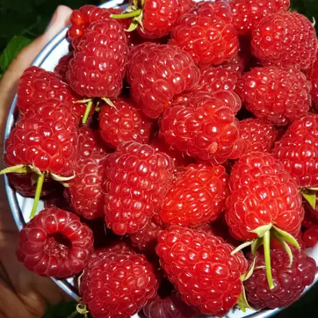 Продаются саженцы - кусты малины, выкопаем прямо при Вас, фотография 1