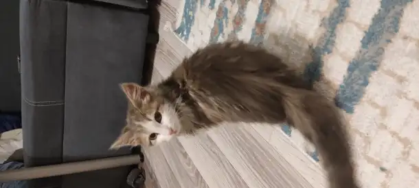 Отдам котенка девочку в добрые руки, фотография 1