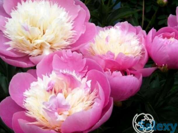 Пион бойл оф бьюти, фотография 1