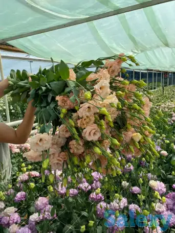 Тюльпаны оптом, фотография 7