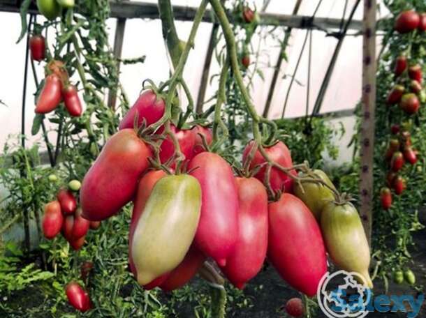 Семена Томат Перцевидный розовый 20шт, фотография 1