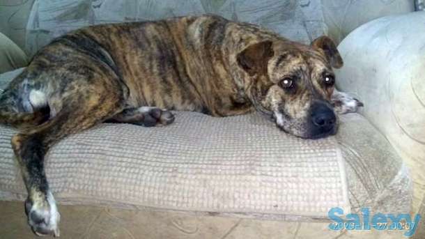 Животные собаки пит-бультерьер, фотография 1