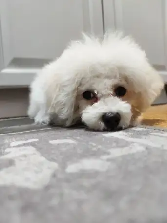 Бишон Фризе щенок, фотография 2